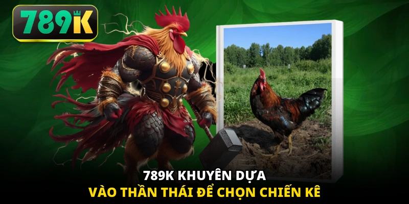 789K khuyên dựa vào thần thái để chọn chiến kê