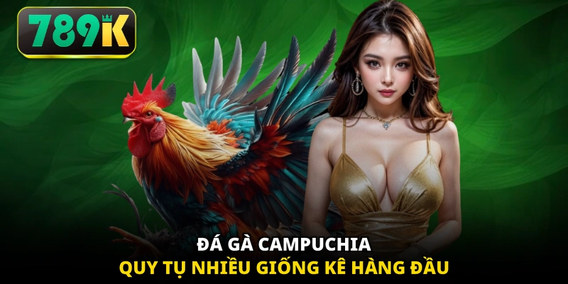 Đá gà Campuchia quy tụ nhiều giống kê hàng đầu