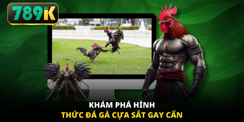 Khám phá hình thức đá gà cựa sắt gay cấn